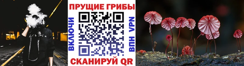 купить наркоту  Бутурлиновка  Псилоцибиновые грибы Cubensis 